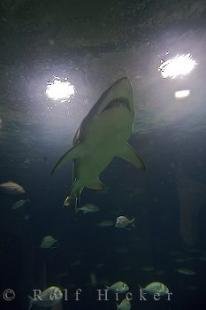 photo of Aquarium Shark