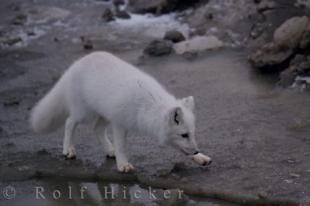 photo of Arctic Fox Tundra Churchill Wildlife Management Area Hudson Bay Manitoba