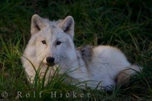 photo of Arctic Wolf Picture Quebec Wildlife Park