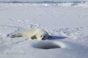 photo of Arctic Seal