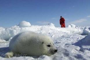 photo of Arctic Seals Tours