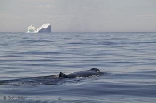 photo of Picture Of An Atlantic Marine Mammal