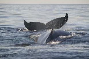 photo of Atlantic Ocean Animals