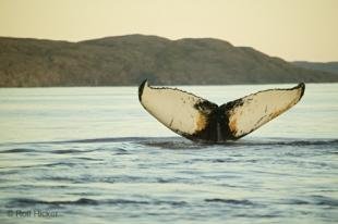 photo of Atlantic Ocean Biomes