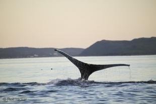 photo of Atlantic Ocean Whale