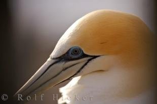 photo of Australasian Gannet Profile Muriwai Beach New Zealand