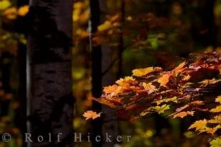 photo of Autumn Beauty Picture Algonquin Provincial Park