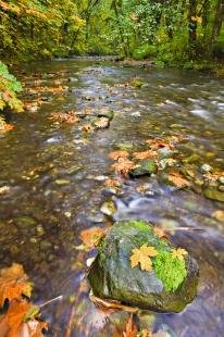 photo of Autumn Goldstream River Rainforest Picture Vancouver Island