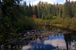 photo of Autumn Oxtongue River Paradise Trails