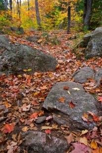 photo of Autumn Scenery Ragged Falls Trail Ontario Canada