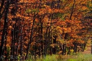 photo of Autumn Trees Algonquin Provincial Park Ontario