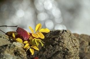 photo of Fall Leaves Autumn Vancouver Island