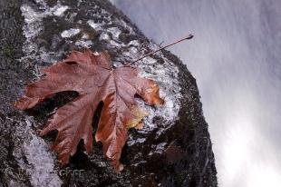 photo of Autumn Leaves Photo