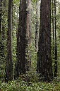 photo of Avenue Of The Giants