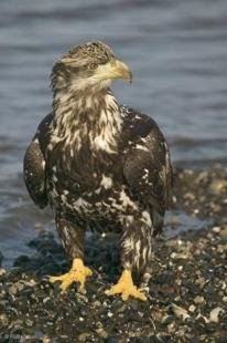 photo of Baby Eagle