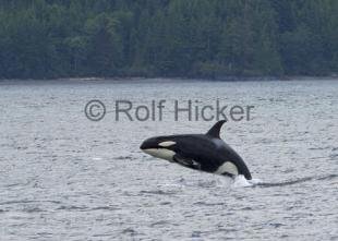 photo of baby killer whale