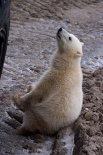 photo of Sitting Baby Polar Bear Picture Churchill Manitoba