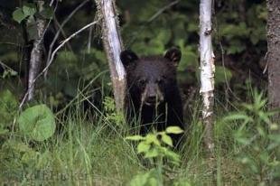 photo of Baby Black Bear