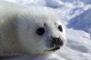 photo of White Baby Harp Seal Pup