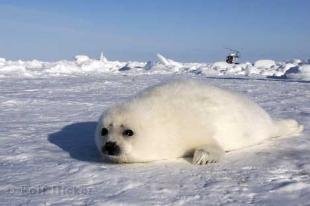 photo of Baby Seal ice Floes