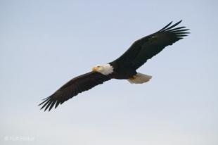 photo of bald eagle in flight