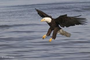 photo of Bald Eagle Photos