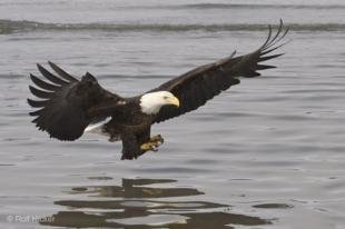 photo of Bald Eagle Fishing At Waterlevel