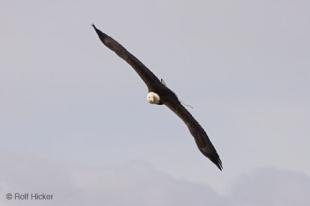 photo of Bald Eagle Flying Wide Wingspan