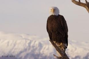 photo of Winter Landscape Bald Eagle Image