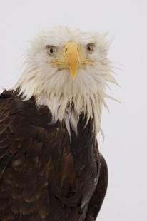 photo of bald eagle portrait