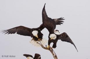 photo of American Eagles Fighting