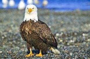 photo of bird of prey picture