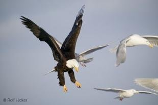 photo of Birds