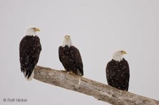 photo of perching eagles