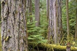 photo of BC Old Growth Forest Cathedral Grove