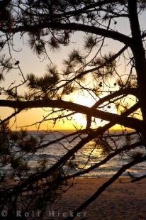 photo of Beach Tree Silhouette Lake Superior Provincial Park