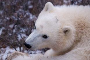 photo of Cute Polar Bear Cub Portrait Picture