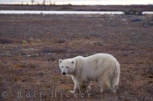 photo of Polar Bear In Landscape Hudson Bay Canada