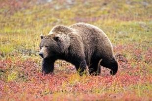photo of Bear Pictures
