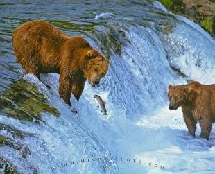 photo of Brown Bears Fishing Brooks Falls Waterfall Alaska