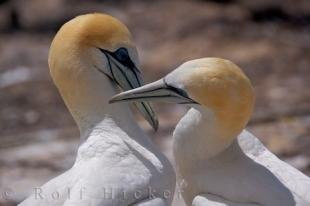 photo of Beautiful Bird Picture Australasian Gannets Hawkes Bay New Zealand