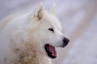 photo of Beautiful Canadian Eskimo Dog Picture
