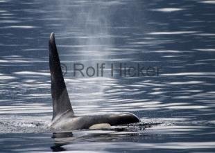 photo of Beautiful Killer Whale Photo