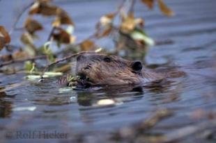 photo of Beavers Animals