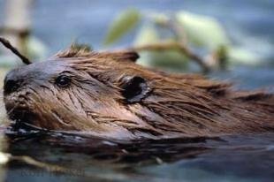 photo of beavers