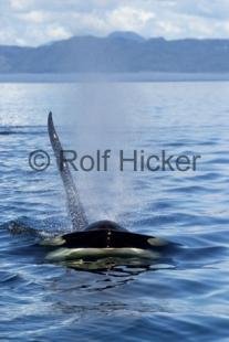 photo of Best Killer Whales