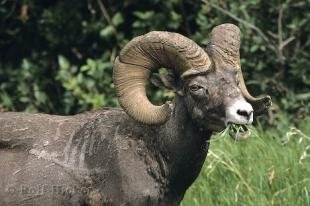 photo of Bighorn Sheep Ram Eating Grass