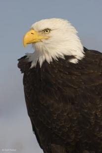 photo of Bald Eagle Portrait Bird Photos