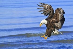 photo of Birds Of Prey Fishing Bald Eagle