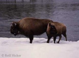 photo of Bison Pictures